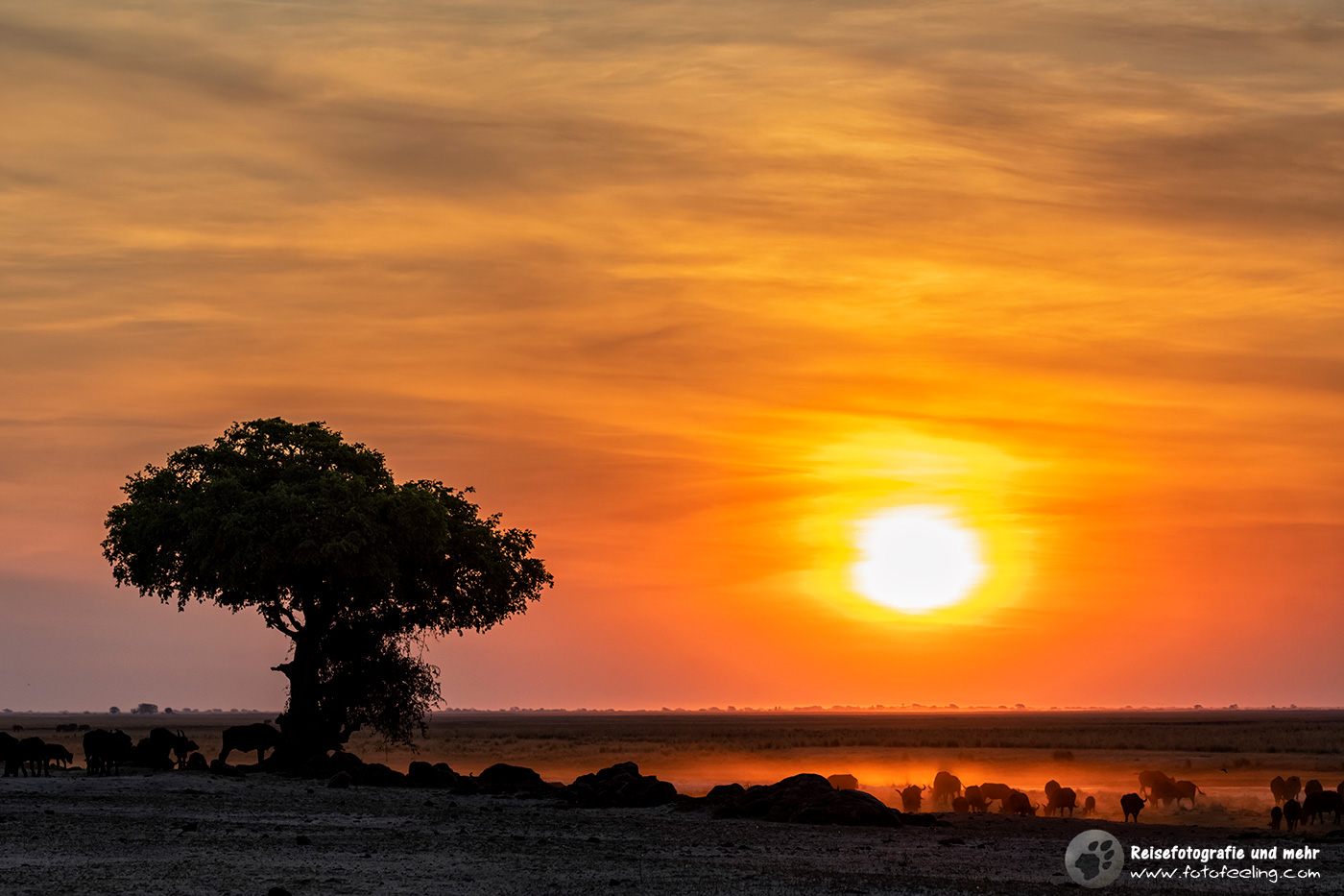 Sonnenuntergang mit Büffelherde