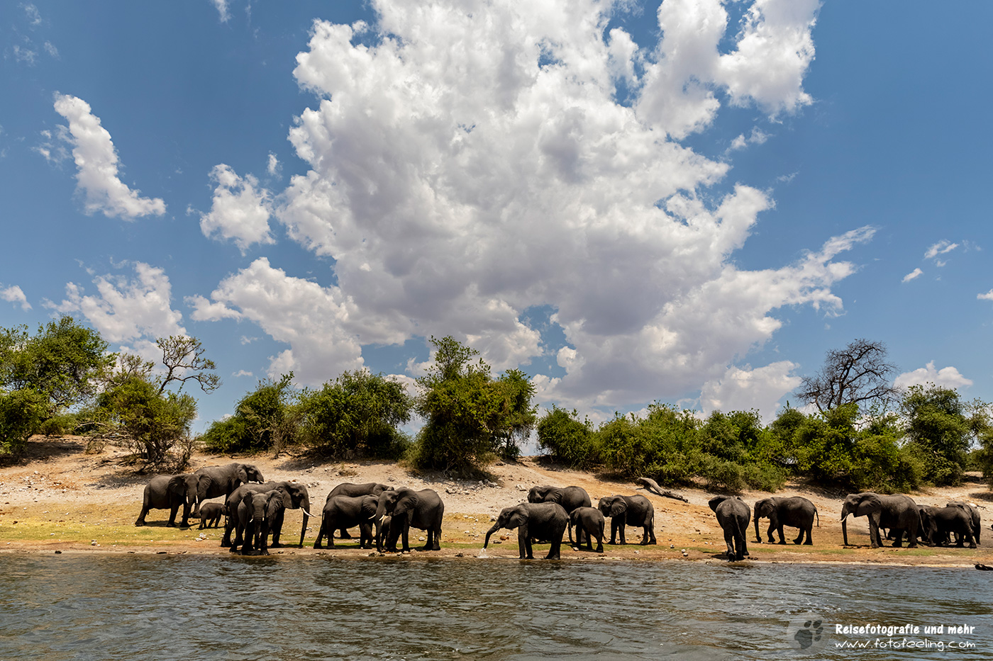 Afrikanische Elefanten (Loxodonta africana) am Chobe