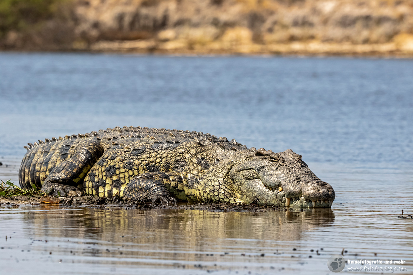 Nilkrokodil (Crocodylus niloticus)