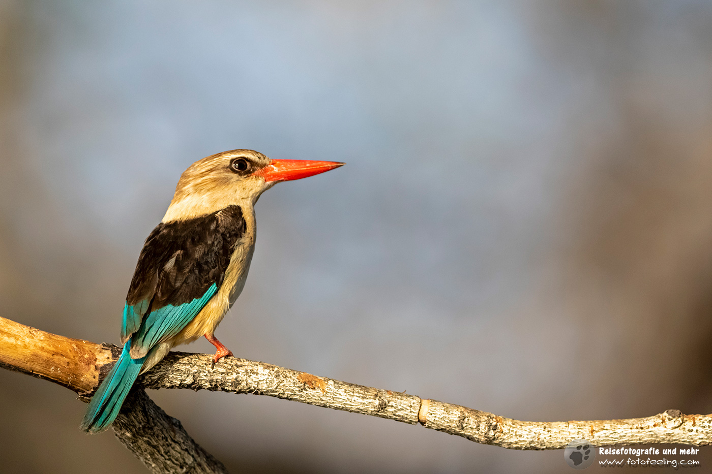 Braunkopfliest (Halcyon albiventris)