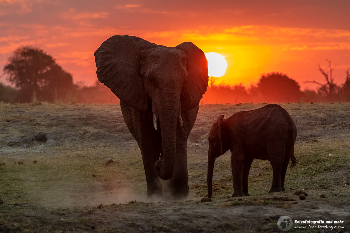 Afrikanische Elefanten  (Loxodonta africana) im Sonnenuntergang