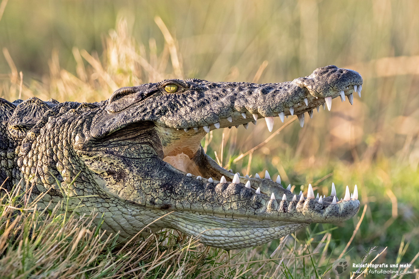 Nilkrokodil (Crocodylus niloticus)