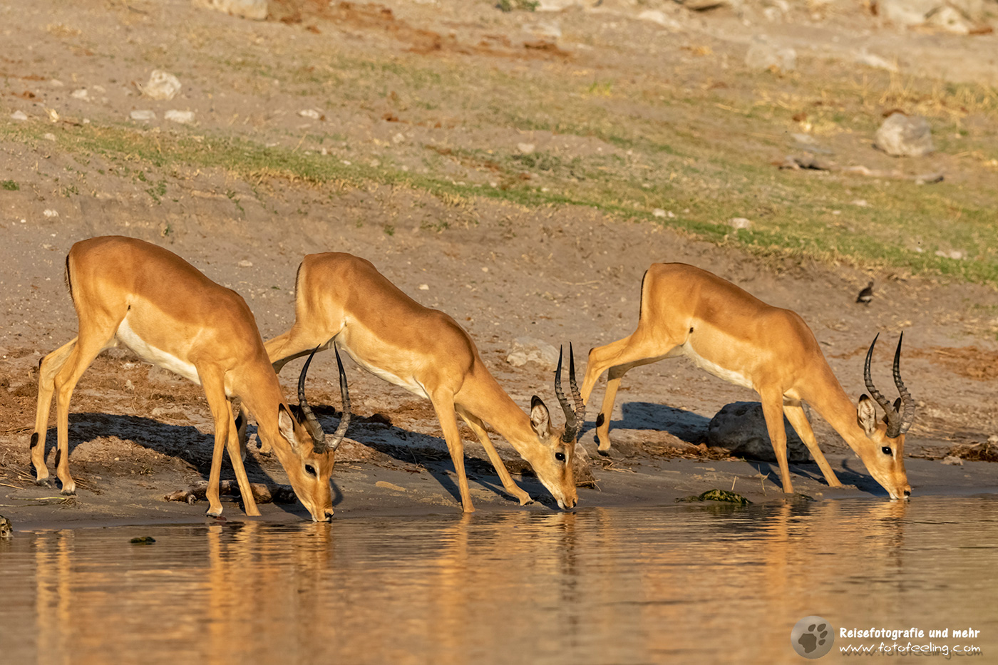 Impalas (Aepyceros) beim Trinken