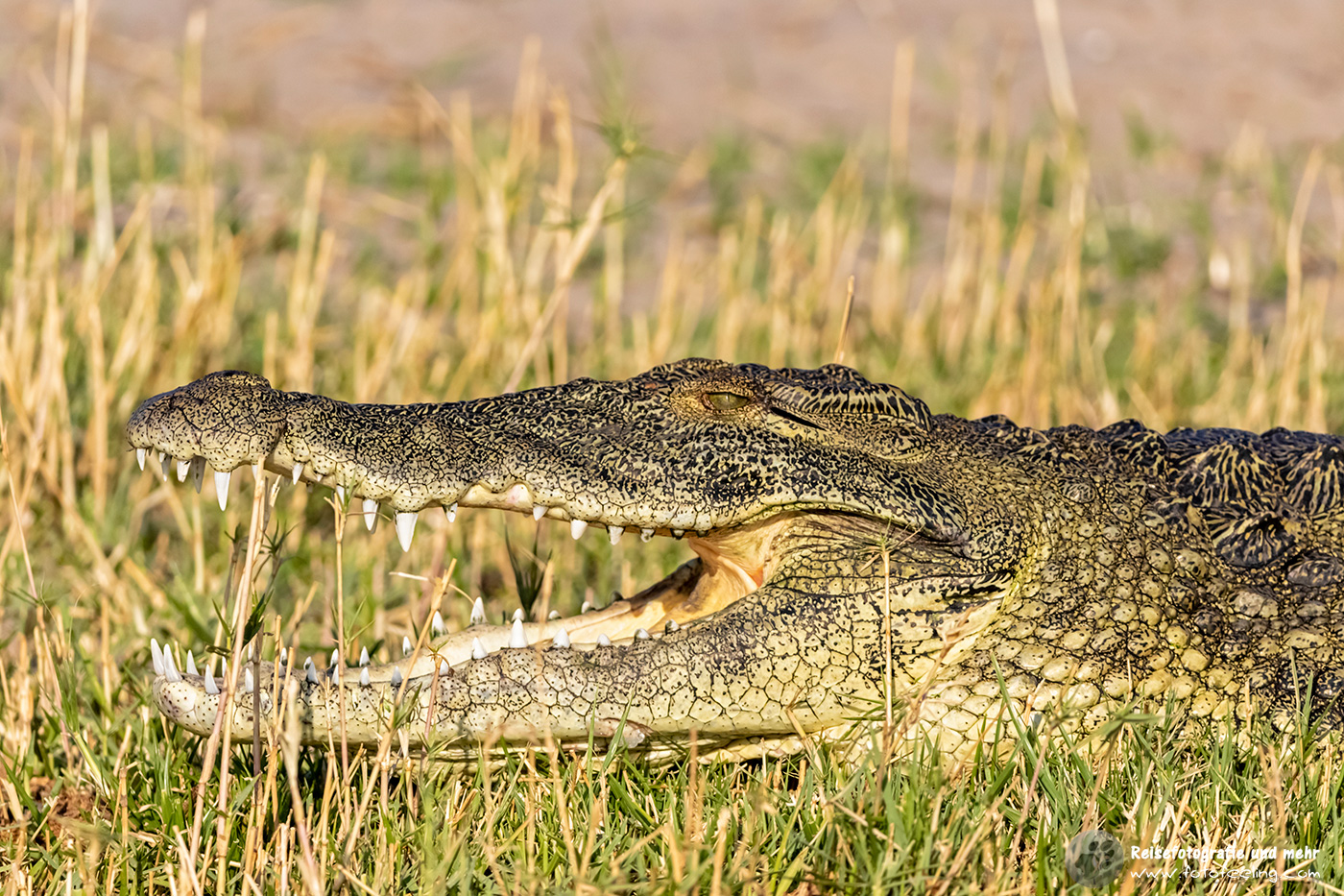 Nilkrokodil (Crocodylus niloticus)