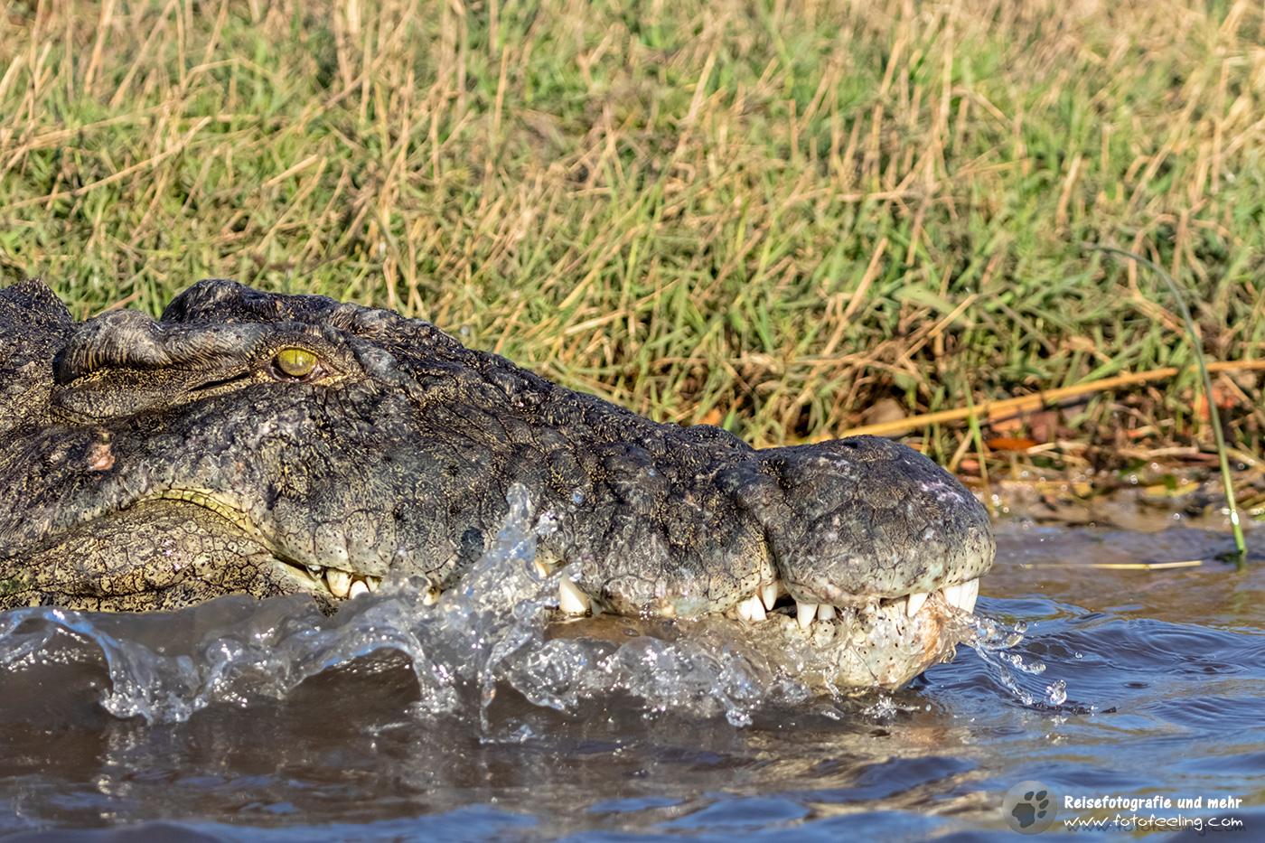 Nilkrokodil (Crocodylus niloticus)