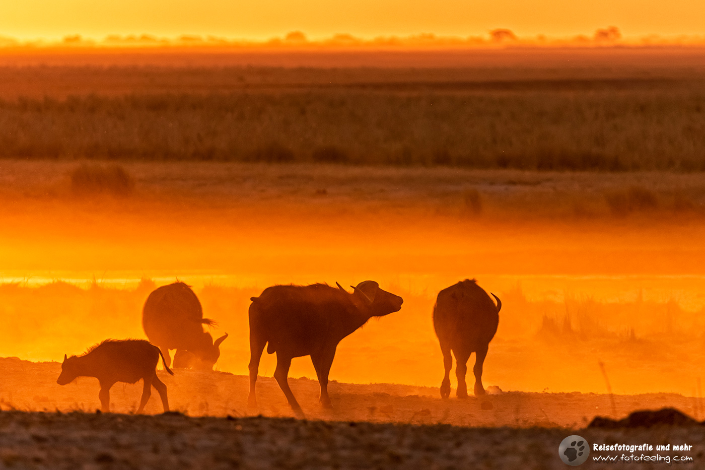 Kaffernbüffel (Syncerus caffer) im Sonnenuntergang