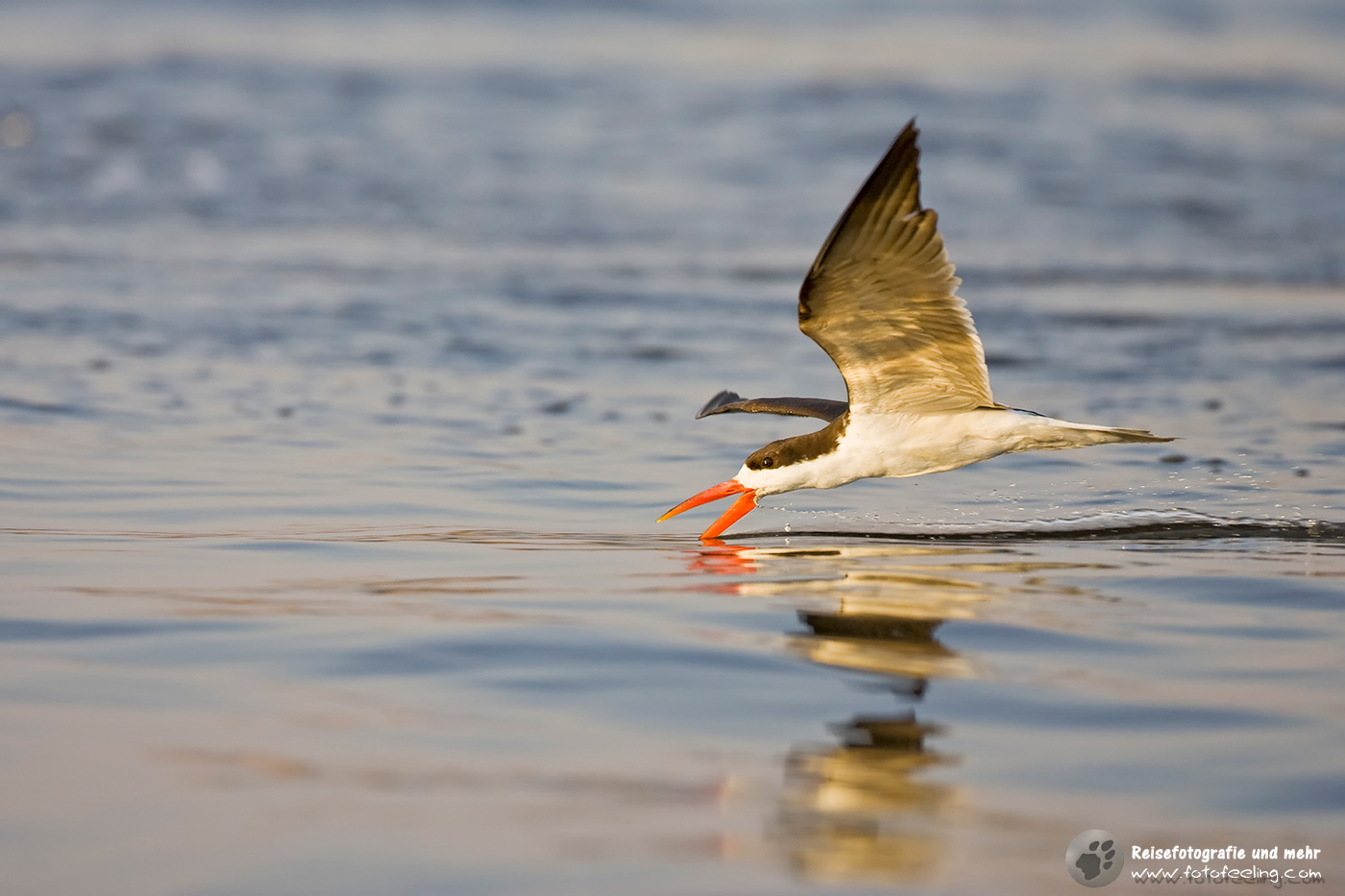 Braunmantel Scherenschnabel, Afrikanischer Scherenschnabel(Rynchops flavirostris)