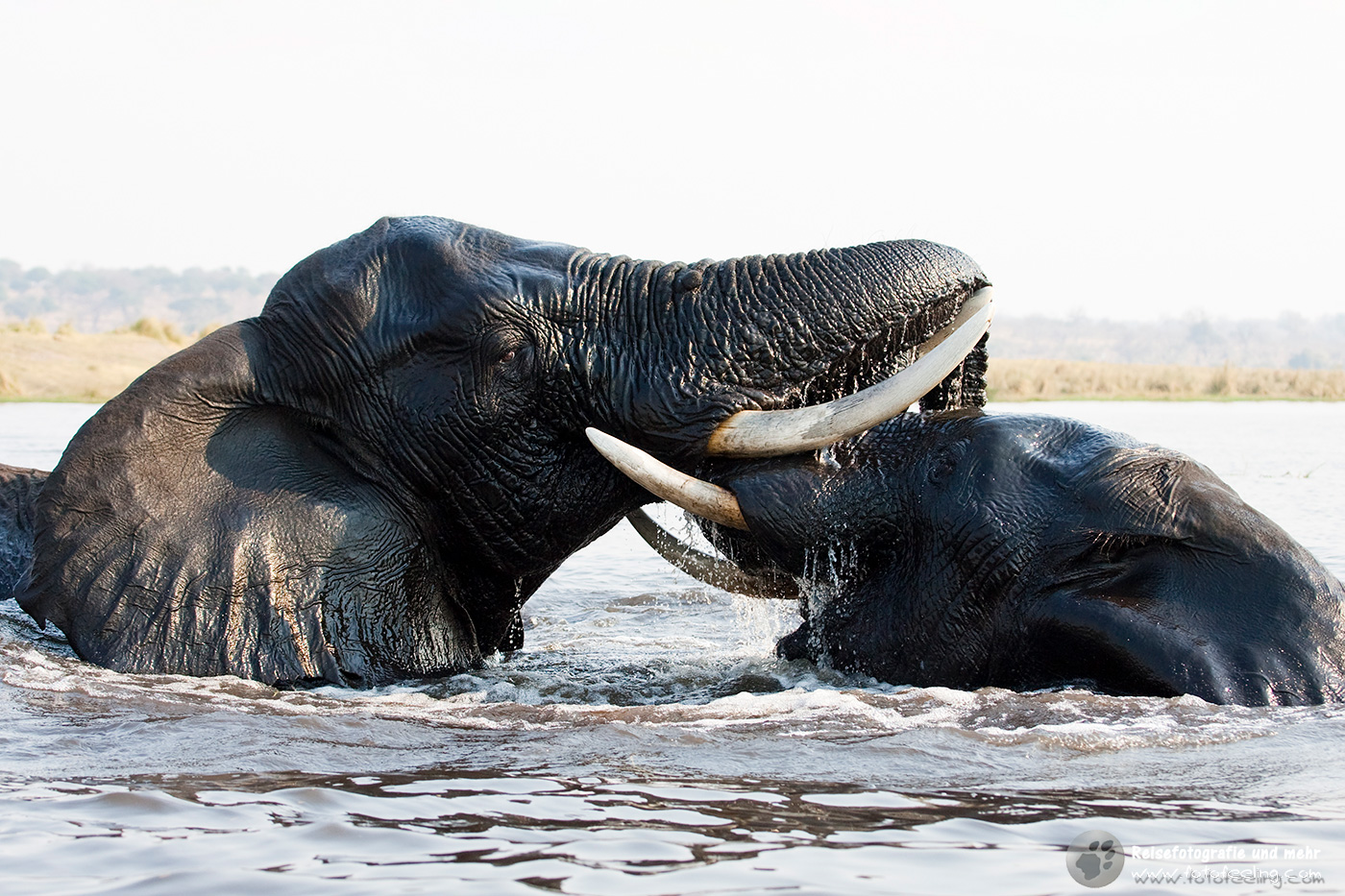 Afrikanische Elefanten beim Spielen (Loxodonta africana)