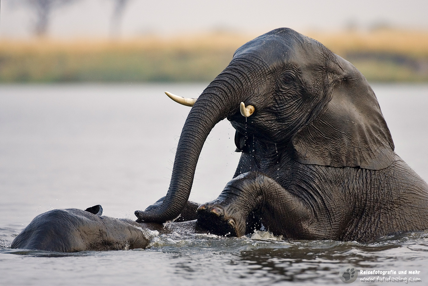 Afrikanische Elefanten beim Spielen (Loxodonta africana)