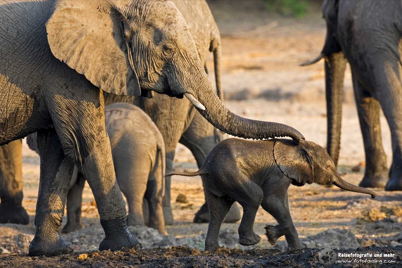Afrikanische Elefanten (Loxodonta africana), mit Jungtieren beim Trinken am Fluss