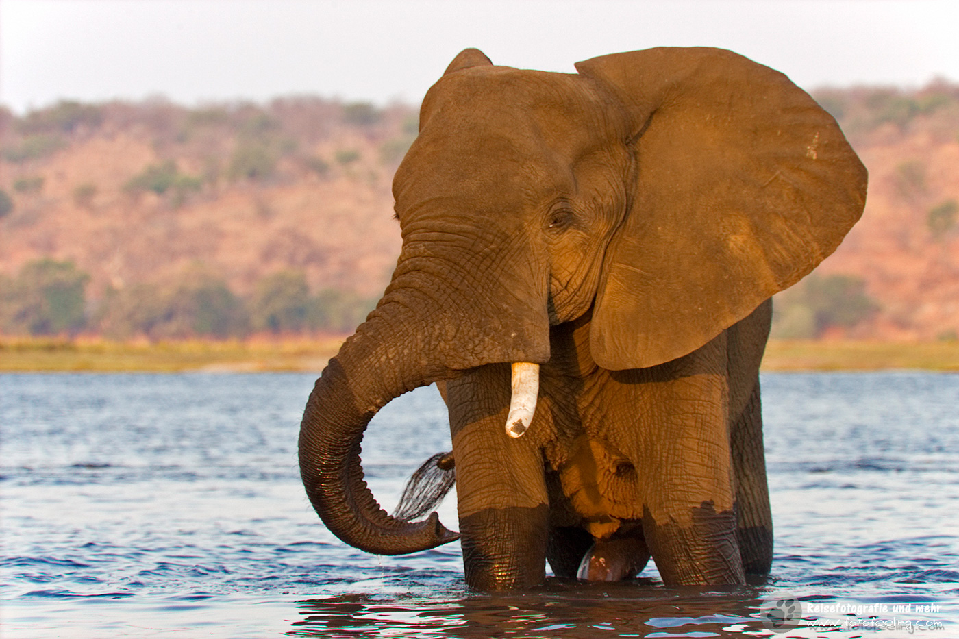 Afrikanischer Elefant (Loxodonta africana) im Fluss