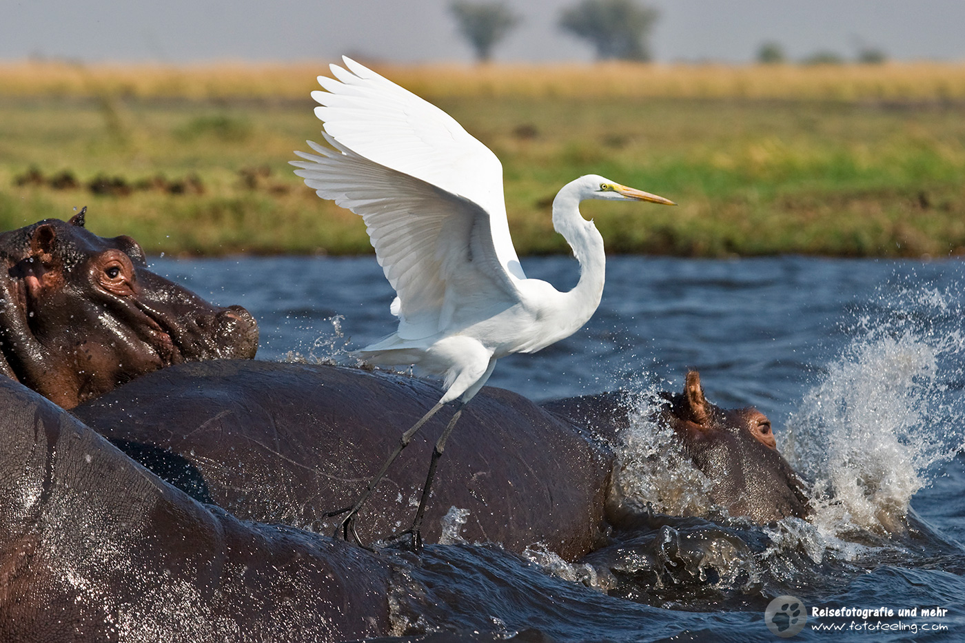 Flusspferde, Nilpferde (Hippopotamus amphibius) und ein Silberreiher (Casmerodius albus)im Chobe Fluss