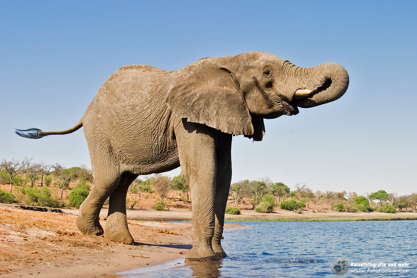 Afrikanischer Elefant (Loxodonta africana) beim Trinken am Chobe Fluss