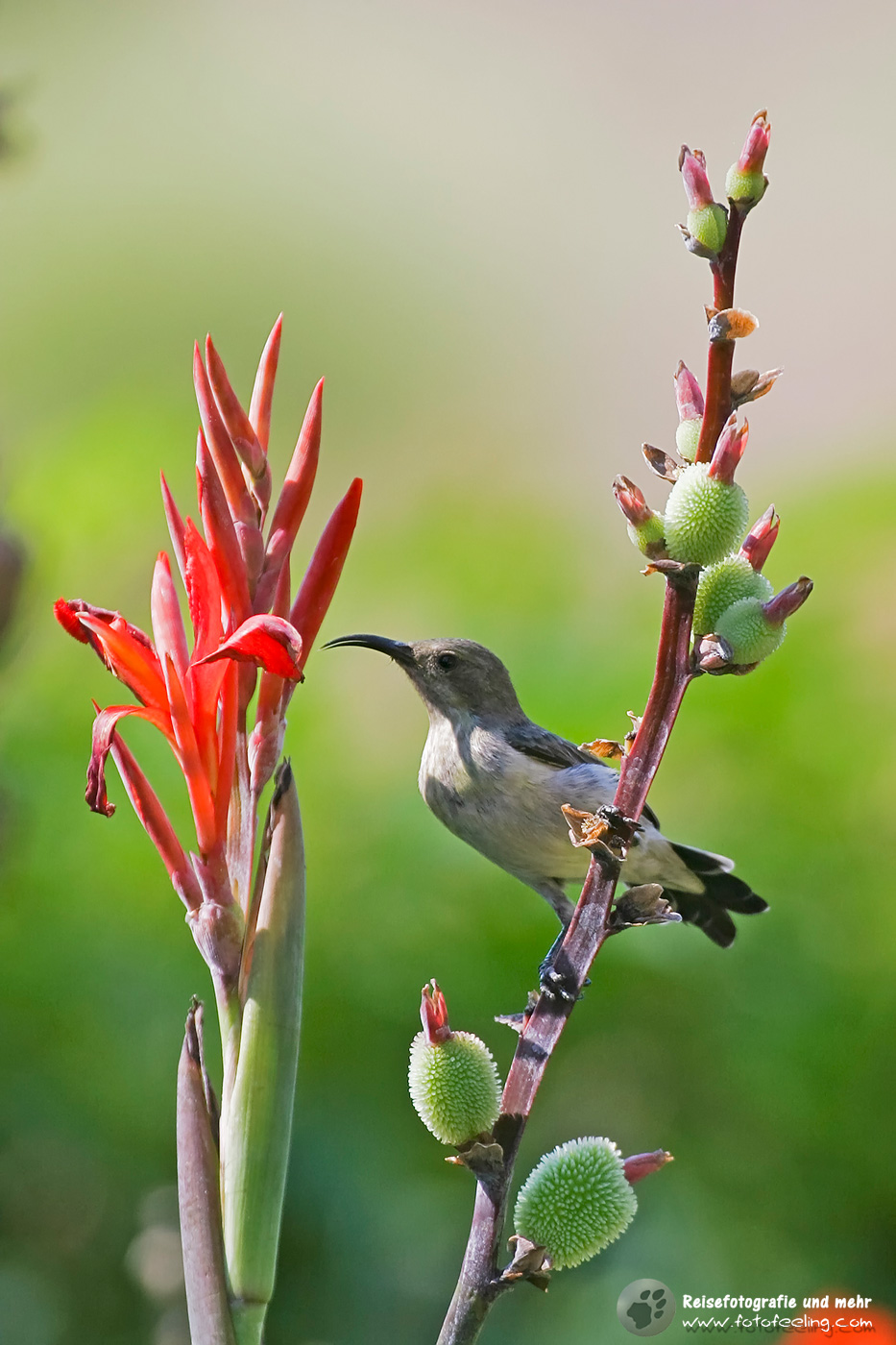 Malachit-Nektarvogel an einer Blüte