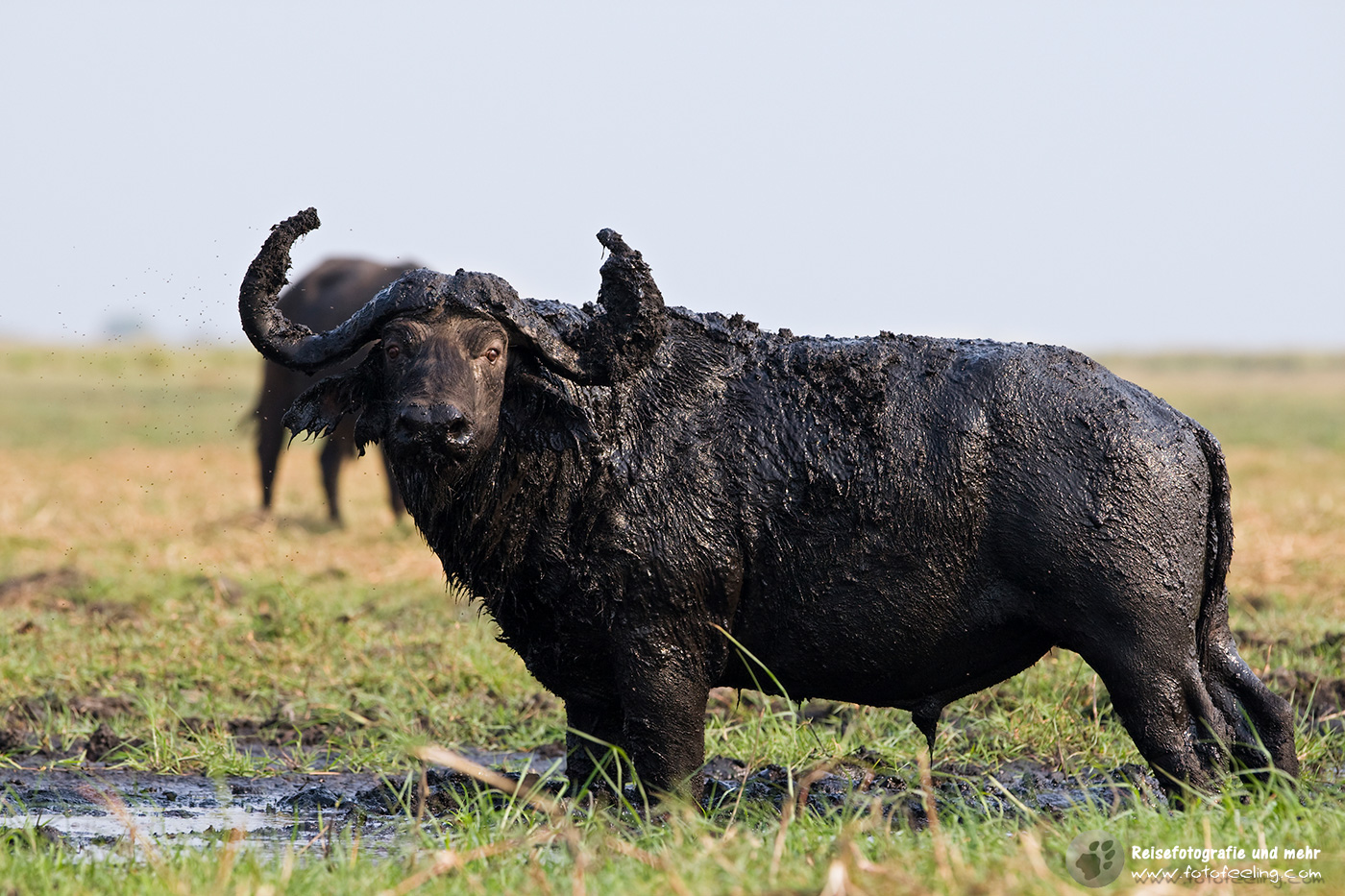 Kaffernbüffel (Syncerus caffer) mit Schlammpackung