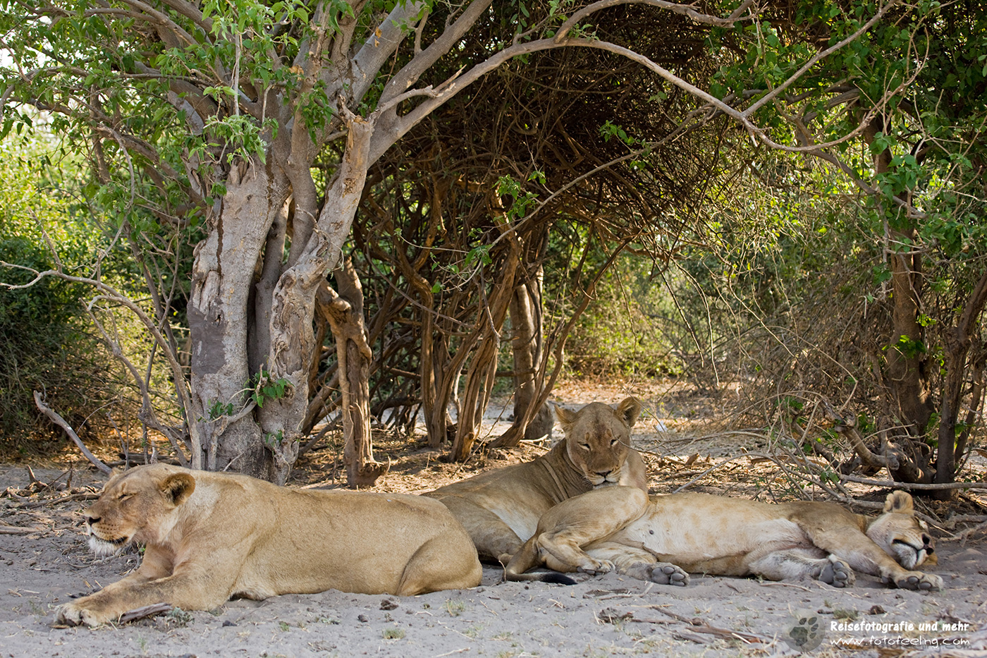 Löwen (Panthera leo)