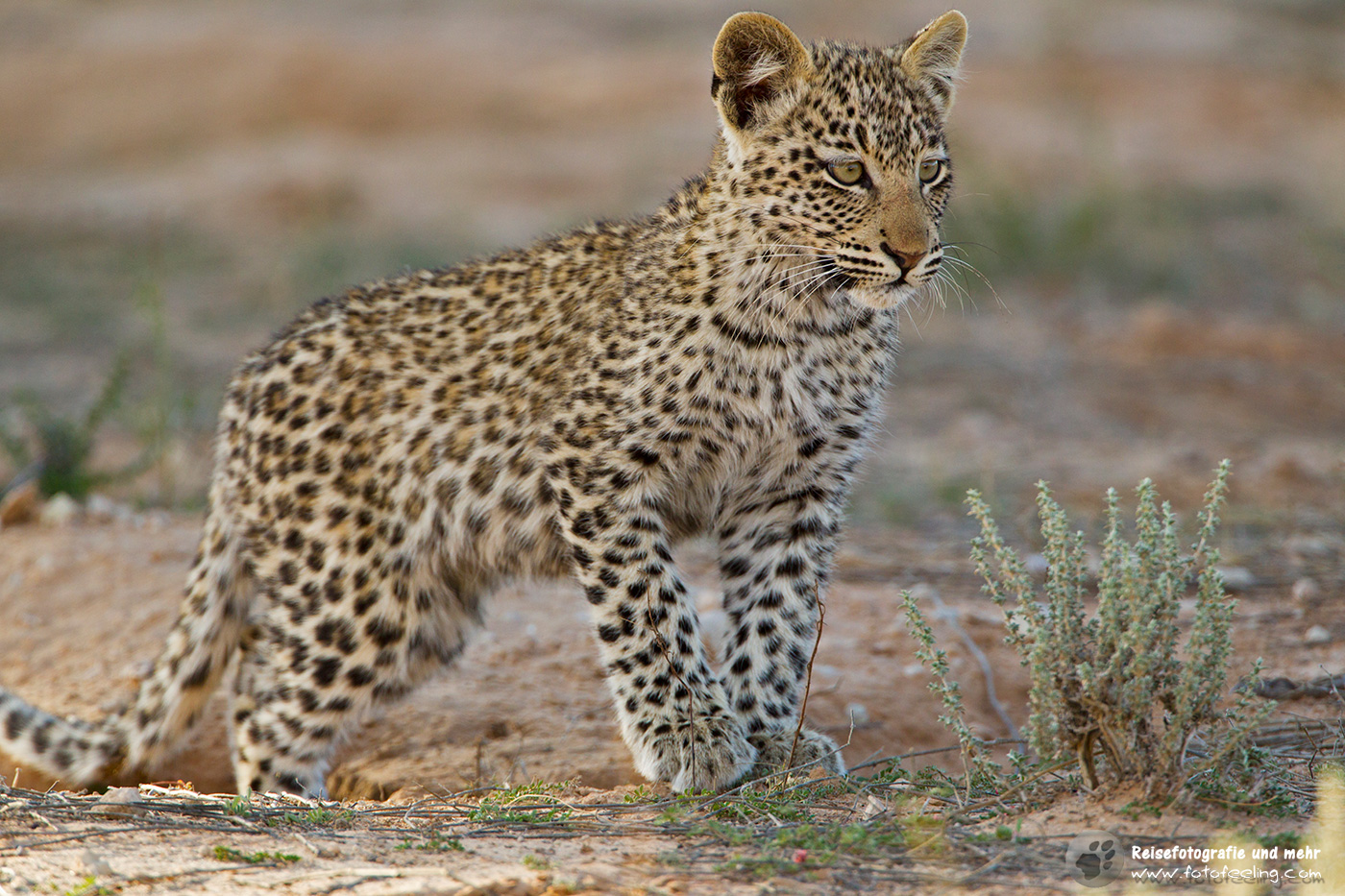 Leopardenjunges (Panthera pardus)