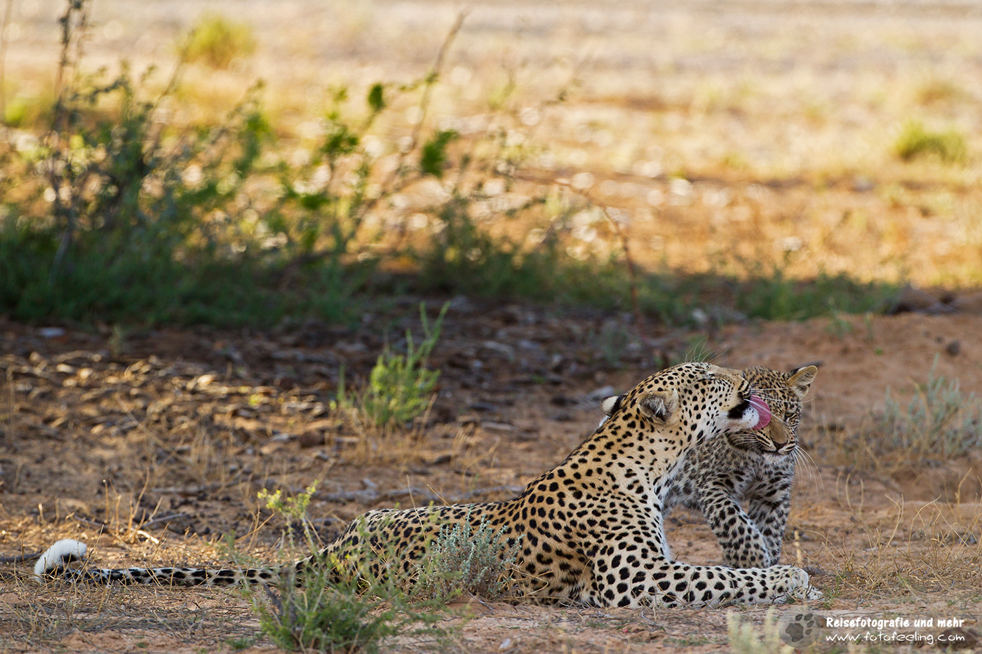 Leopardin (Panthera pardus) mit Jungtier