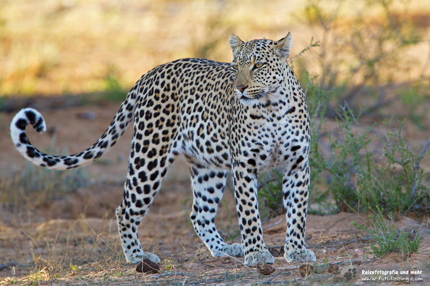 Leopardin (Panthera pardus)