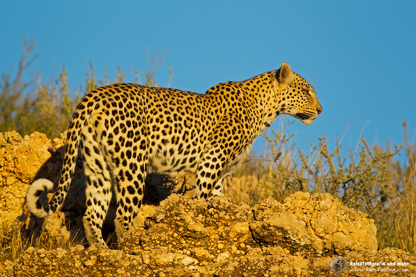 Leopardin (Panthera pardus)