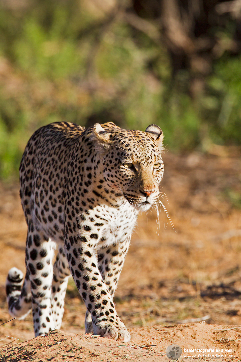 Leopardin (Panthera pardus)