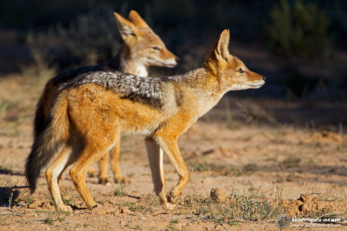 Schabrackenschakal (Lupulella mesomelas)