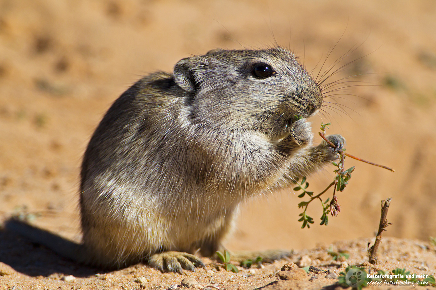Brants’ Pfeifratte (Parotomys brantsii)