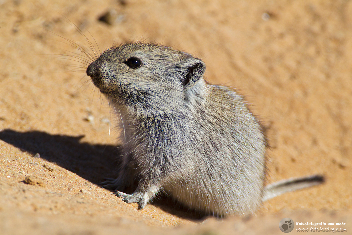 Brants’ Pfeifratte (Parotomys brantsii)