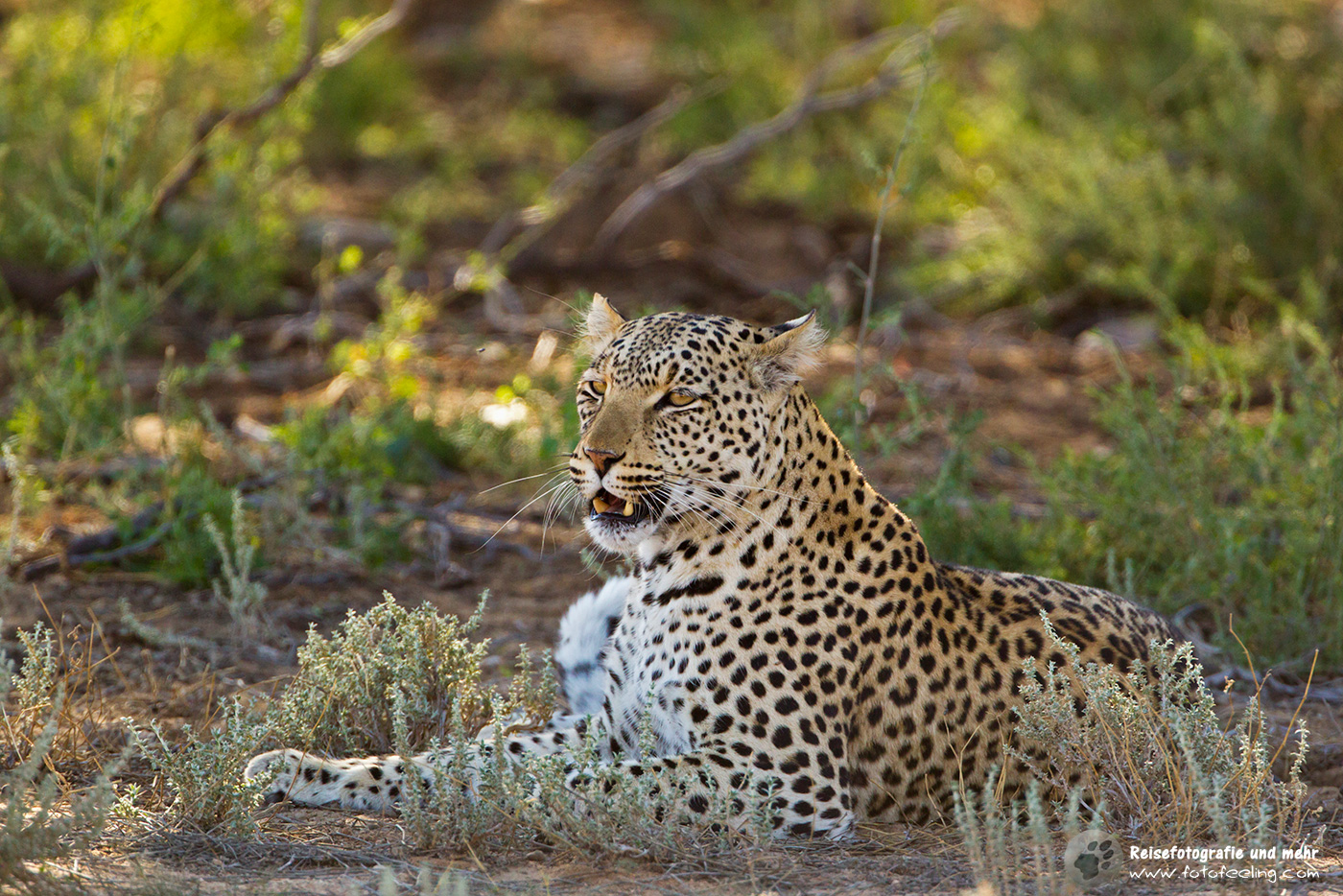 Leopardin (Panthera pardus)
