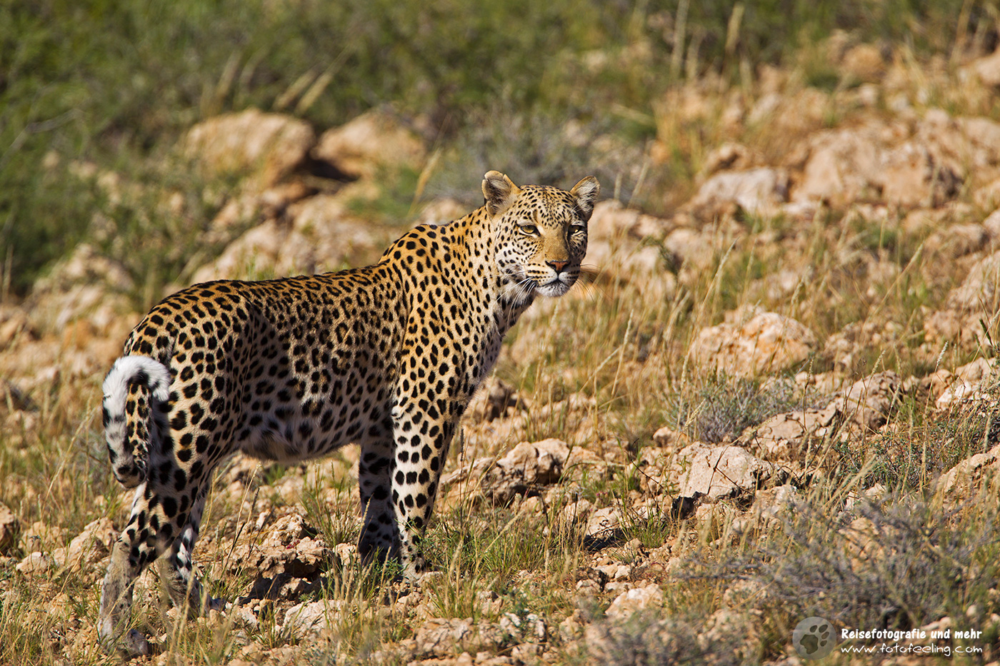 Leopardin (Panthera pardus)