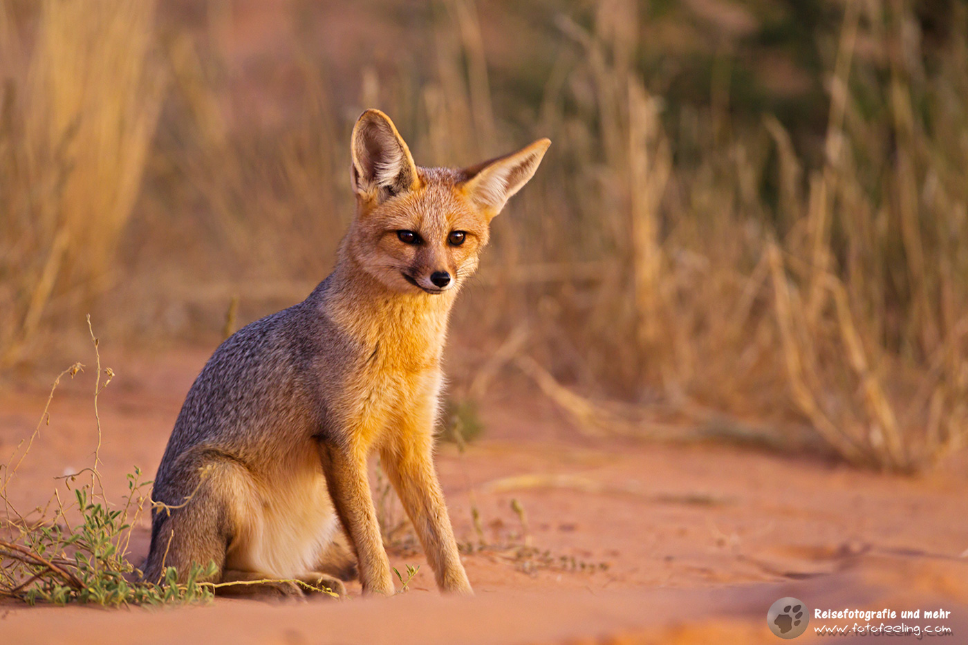 Kapfuchs (Vulpes chama)
