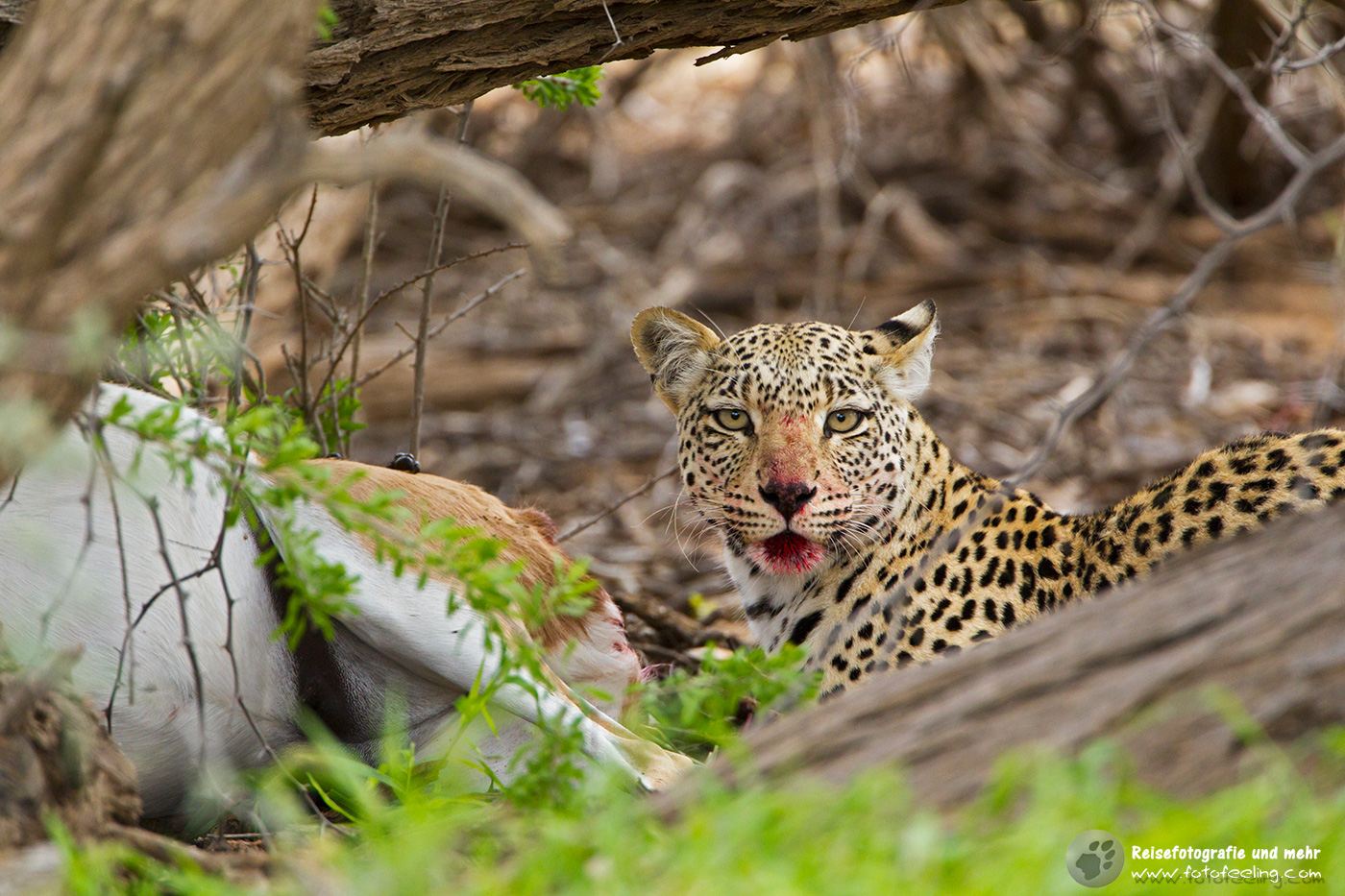 Leopardin (Panthera pardus) mit erbeutetem Springbock