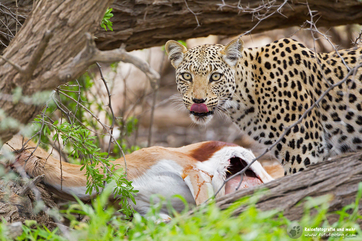 Leopardin (Panthera pardus) mit erbeutetem Springbock