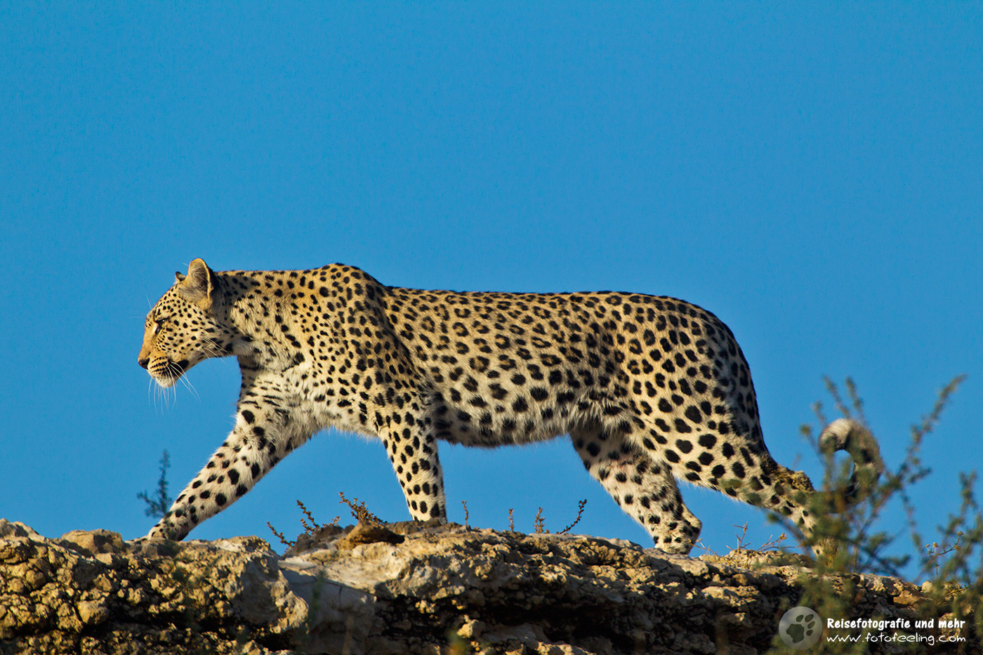 Leopardin (Panthera pardus)