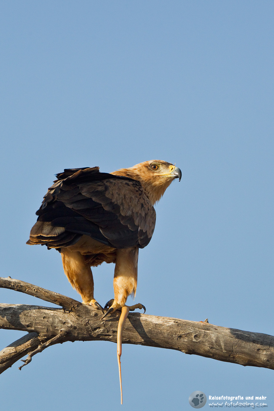 Raubadler oder Savannenadler (Aquila rapax) mit einer Kapkobra