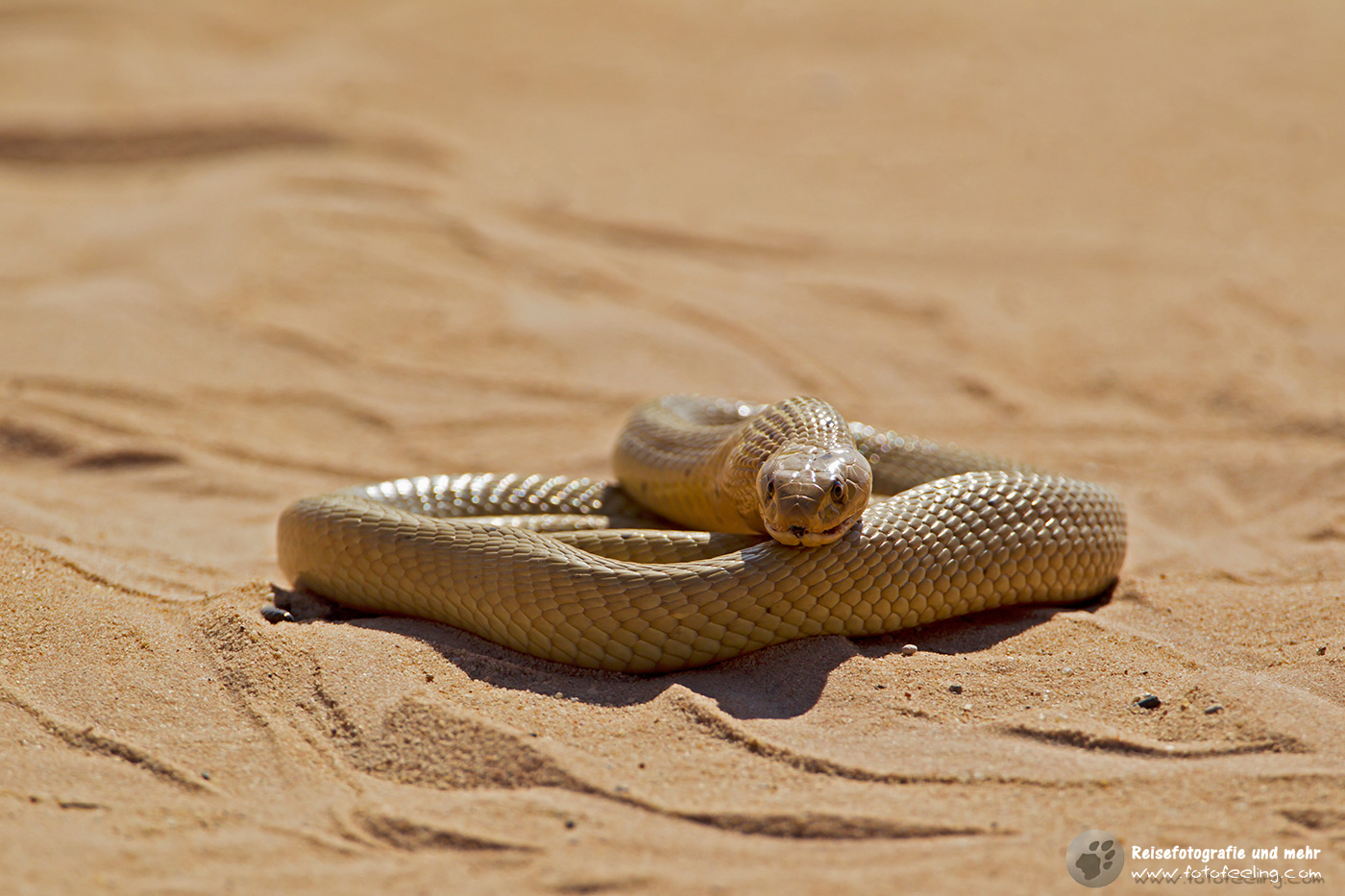 Kapkobra (Naja nivea)