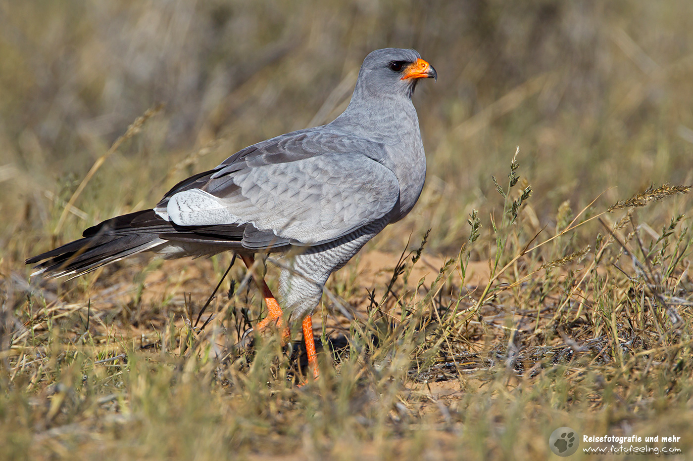 Weißbürzel-Singhabicht (Melierax poliopterus)