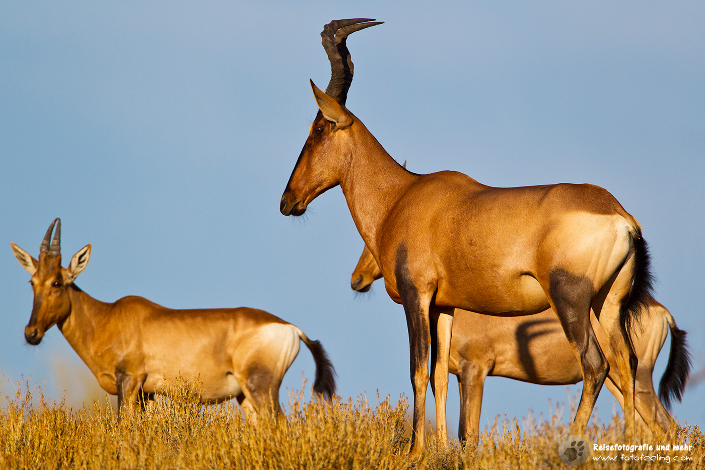 Kuhantilope, (Alcelaphus buselaphus)