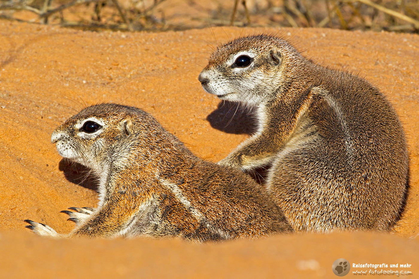 Afrikanische Borstenhörnchen (Xerus rutilus) im Bau