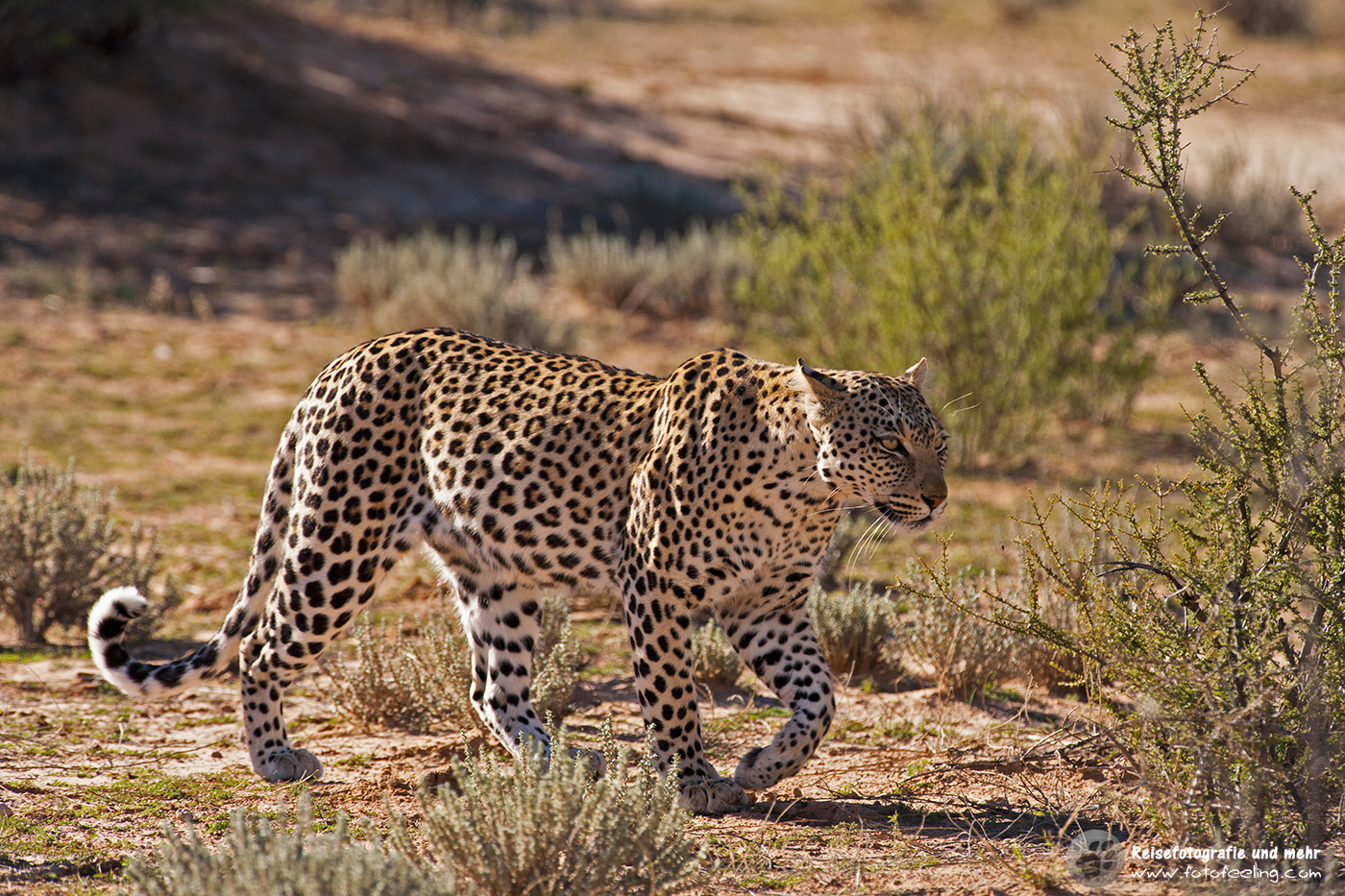 Leopardin (Panthera pardus)