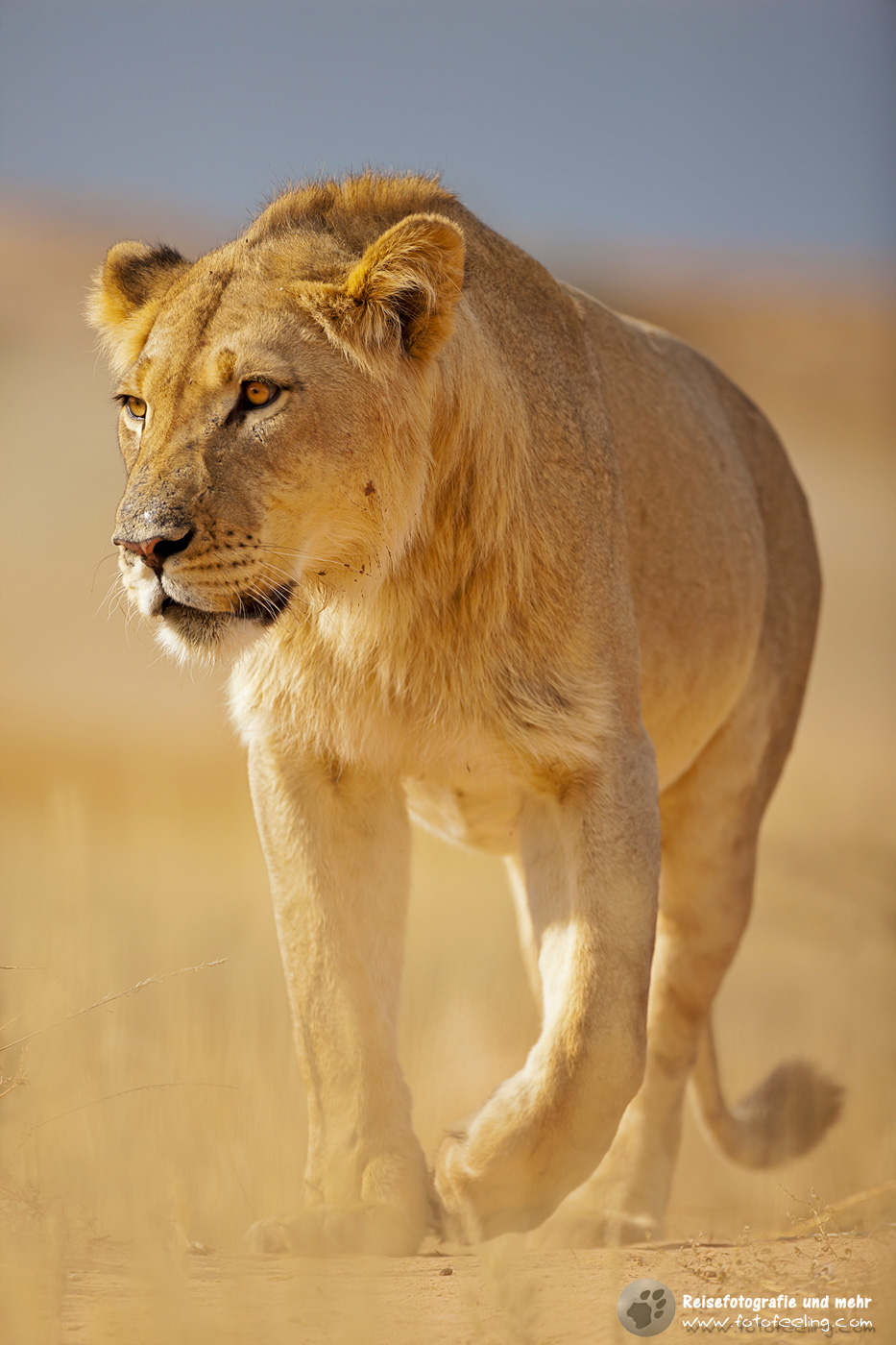 Löwe (Panthera leo)