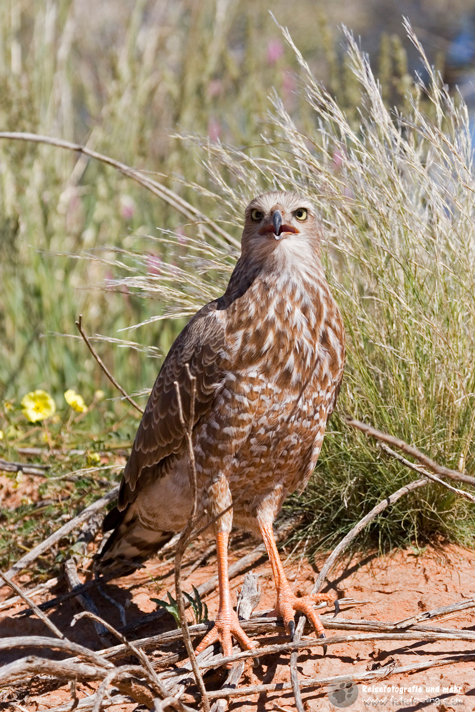 Junger Singhabicht (Melierax podiopterus)