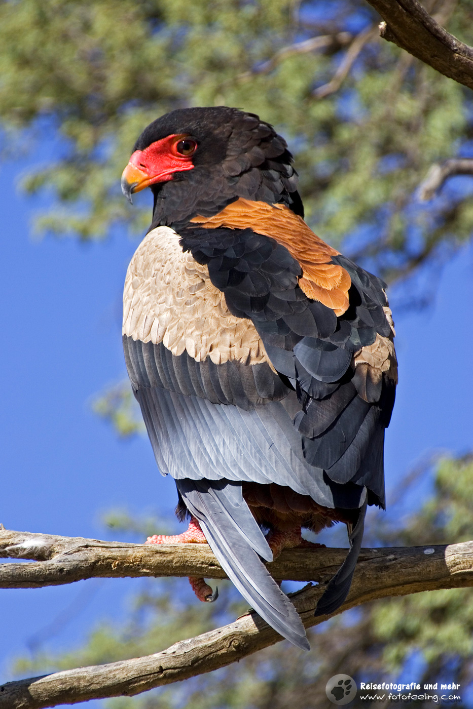 Gaukler oder Bateleur