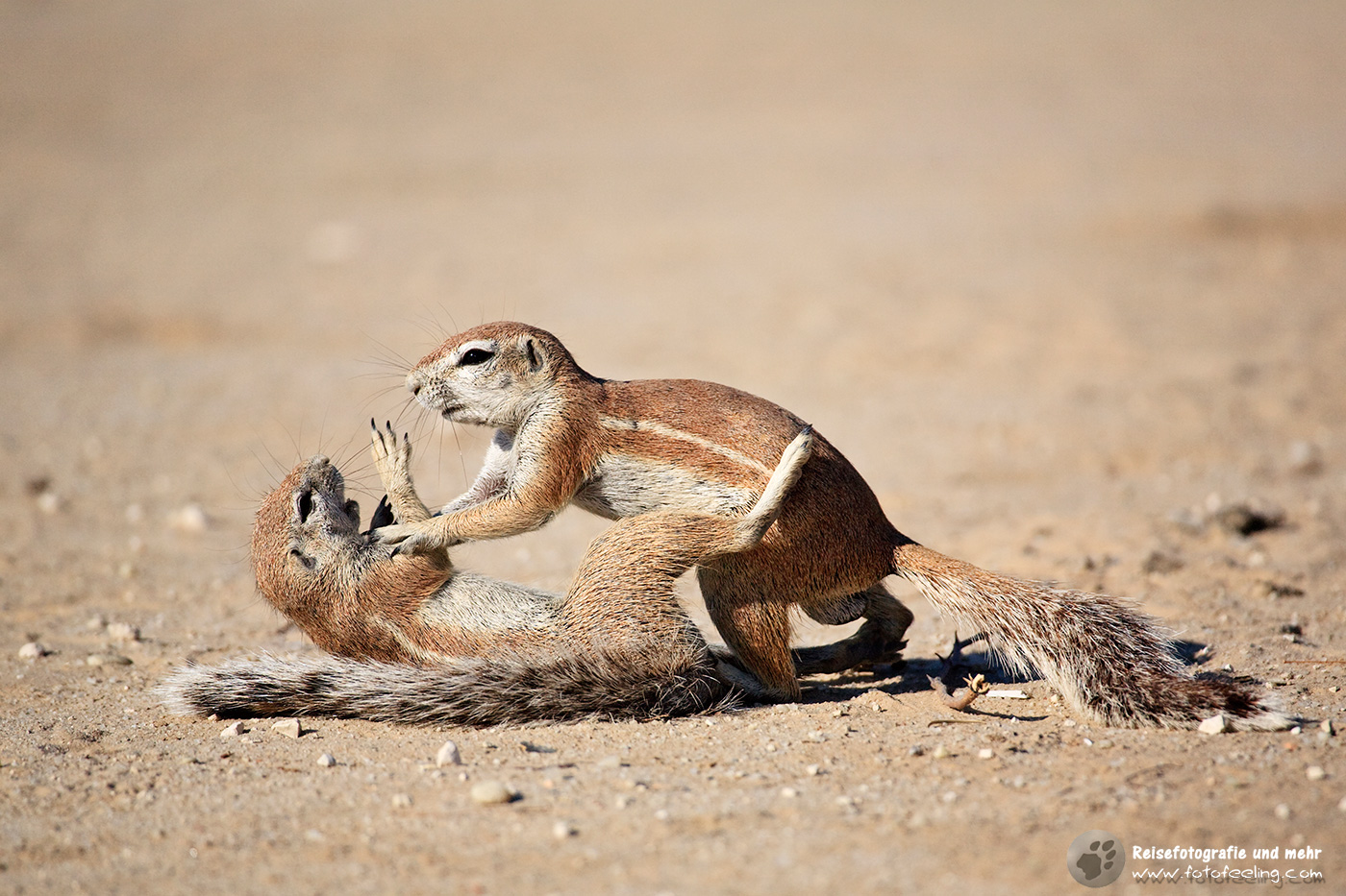 Erdhörnchen, Afrikanisches Borstenhörnchen beim Spielen (Xerus rutilus)