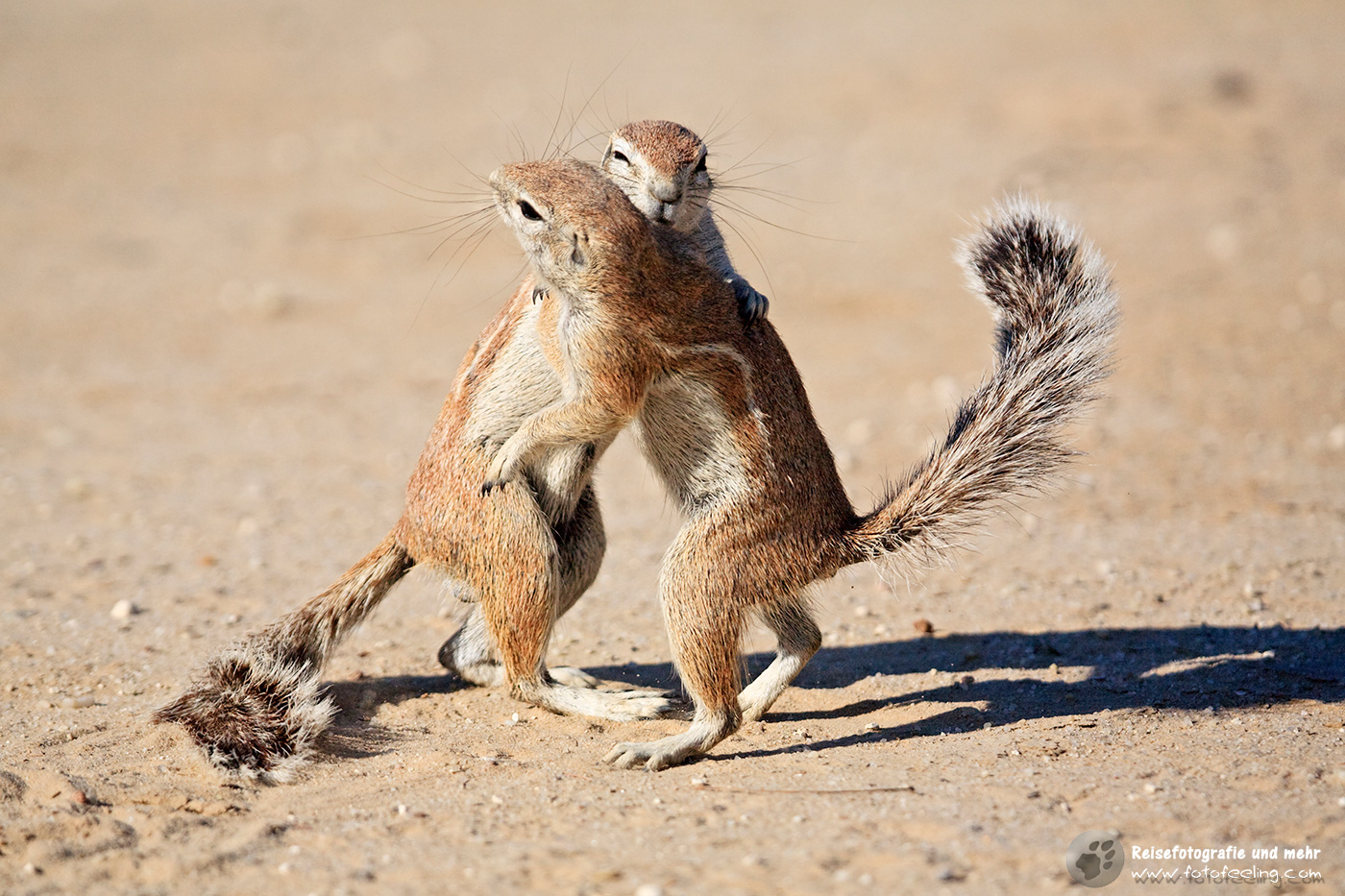 Erdhörnchen, Afrikanisches Borstenhörnchen beim Spielen (Xerus rutilus)