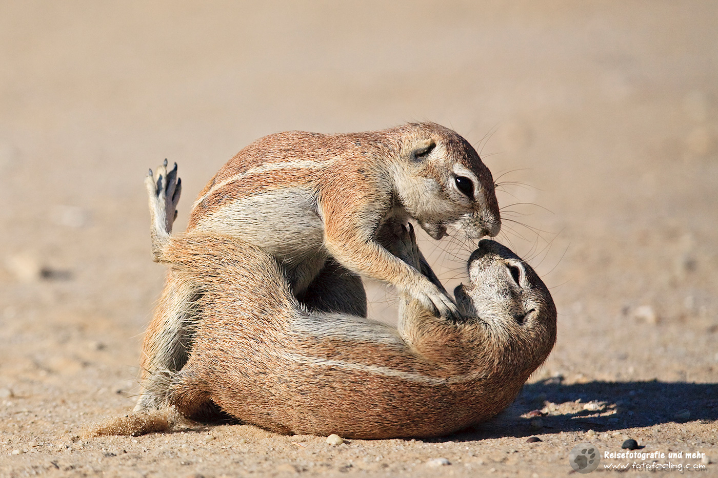 Erdhörnchen, Afrikanisches Borstenhörnchen beim Spielen (Xerus rutilus)