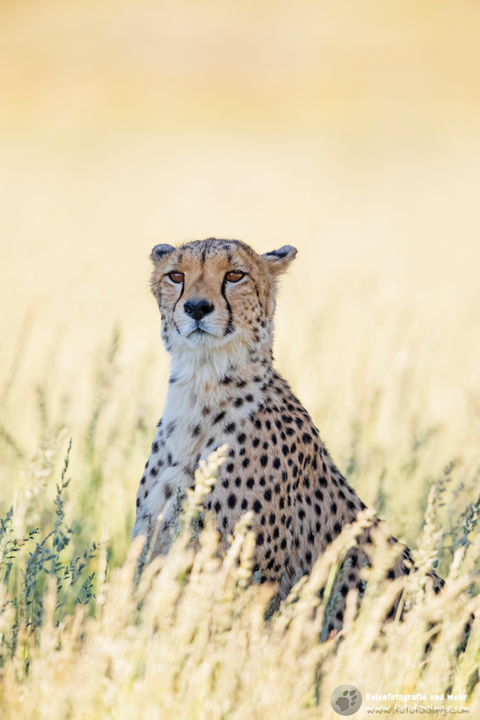 Gepard, Cheetah (Acinonyx jubatus)