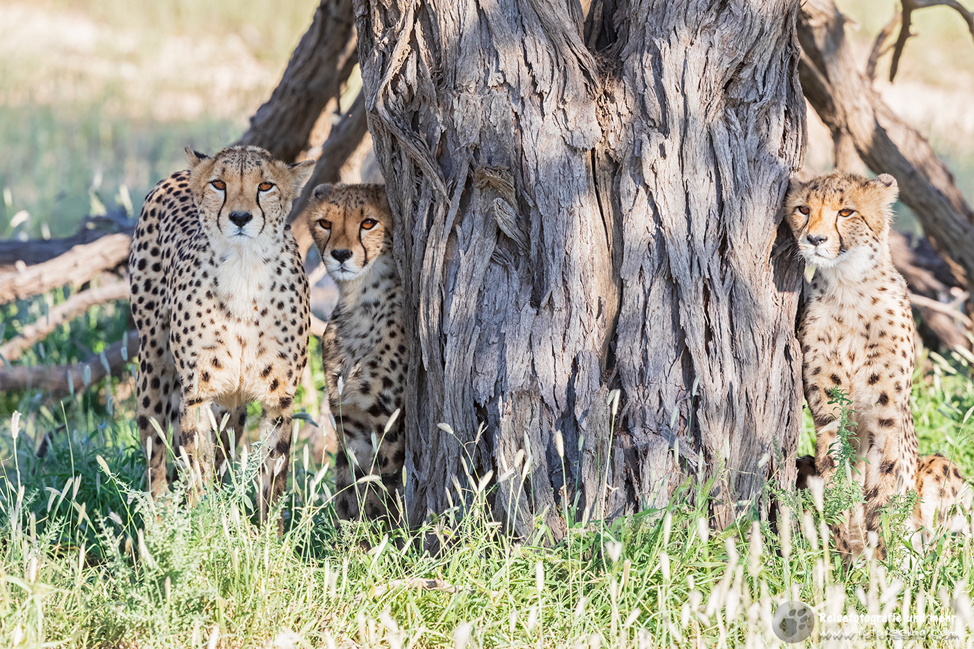 Gepard, Cheetah (Acinonyx jubatus) Mutter mit zwei Jungtieren