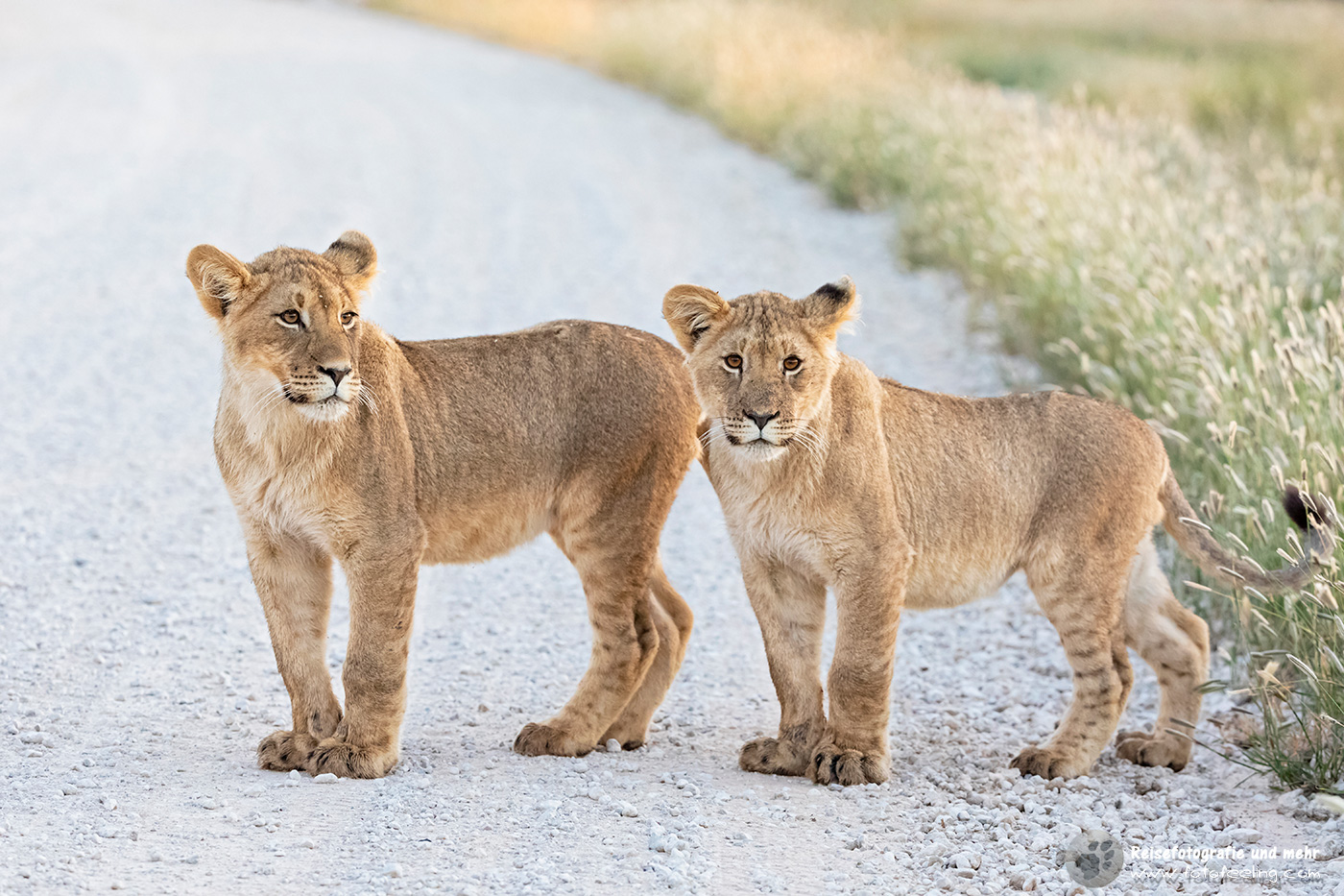 Löwenjunges - Löwe, Lion (Panthera leo)