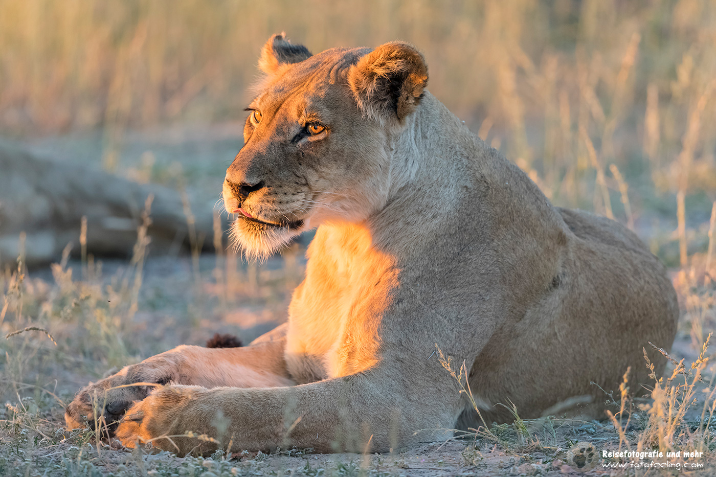Löwin - Löwe, Lion (Panthera leo)